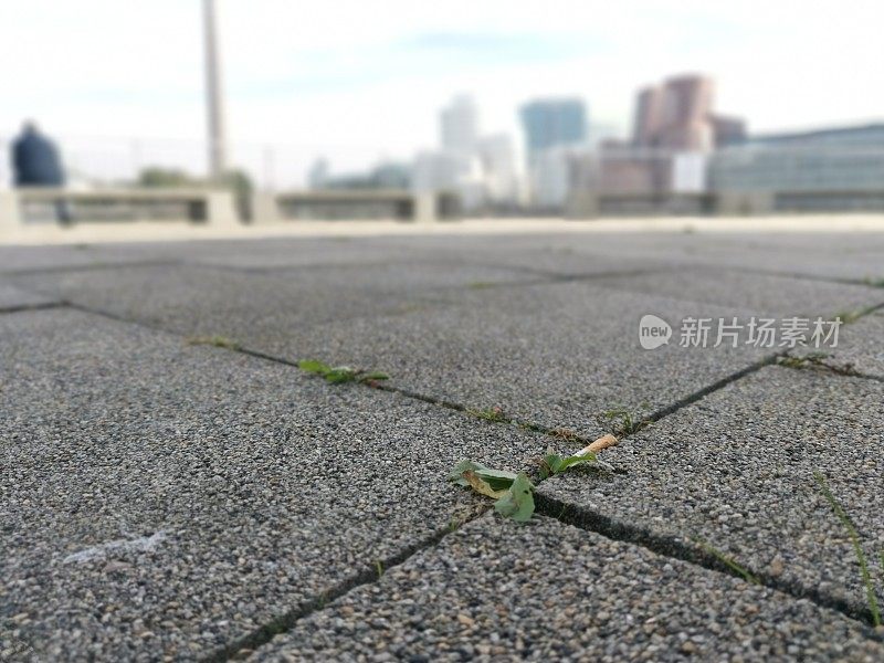 在Düsseldorf Medienhafen的背景下，一根香烟的残骸散落在植物旁边